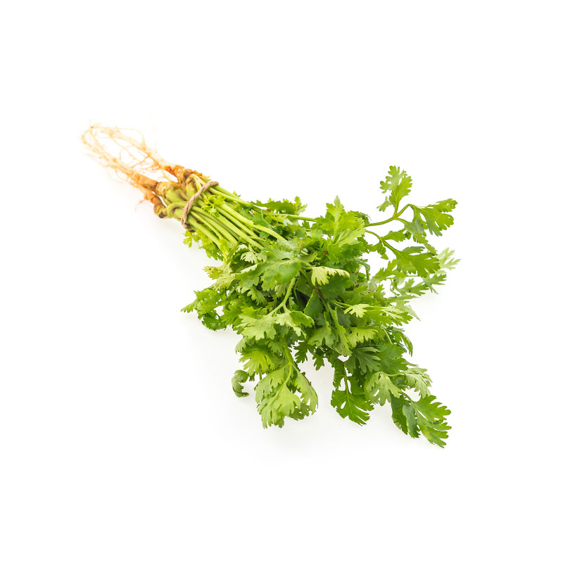 Cilantro