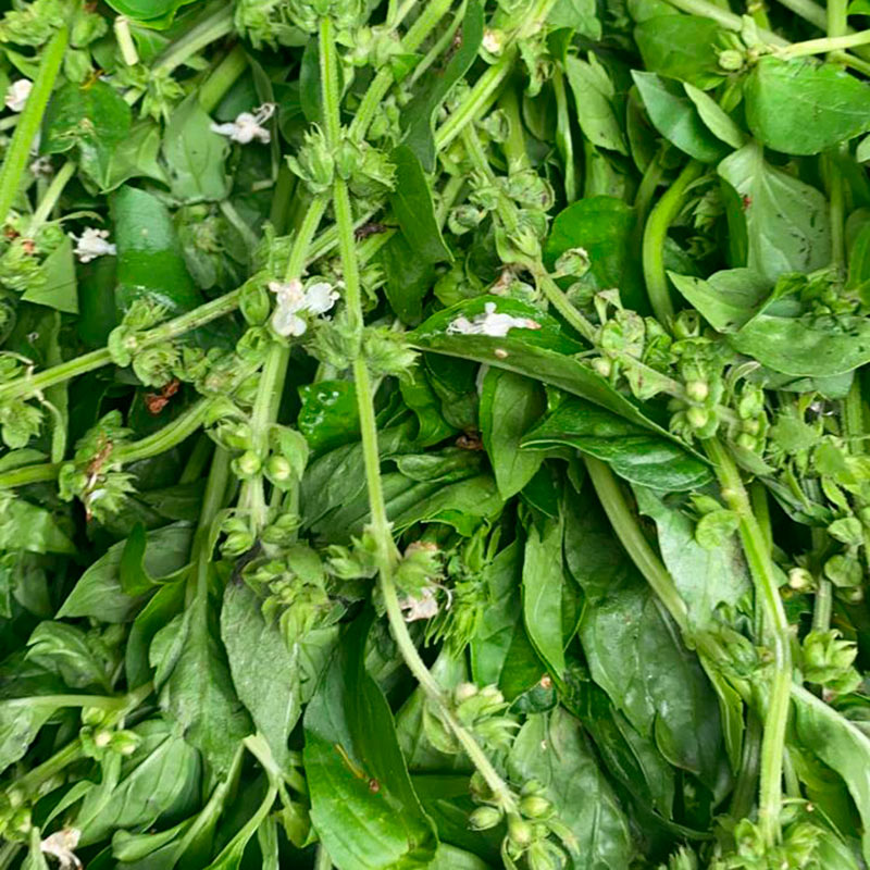 Albahaca